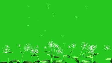 蒲公英免抠绿幕视频素材视频的预览图